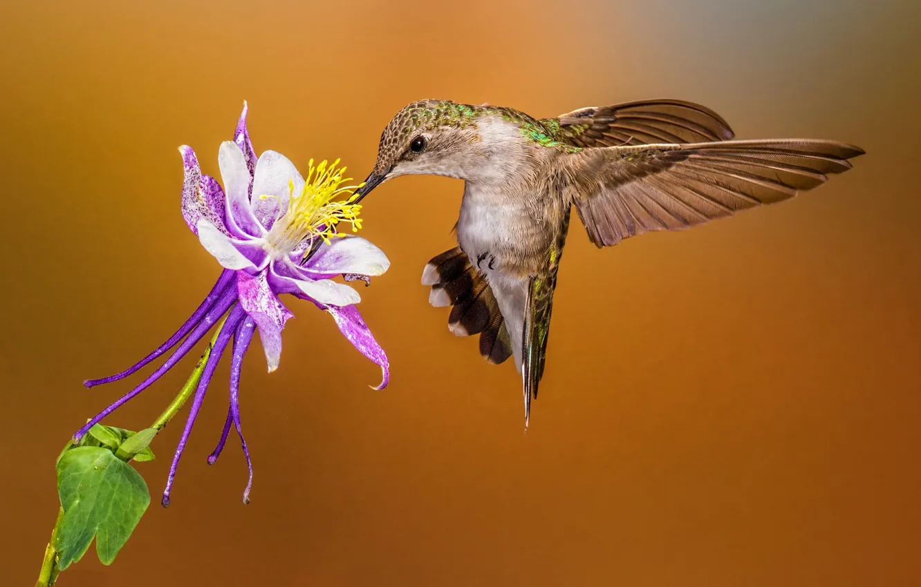Фото обои цветок, клюв, колибри, самка, черногорлый архилохус