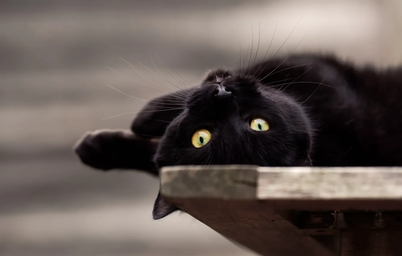 Фото обои глаза, взгляд, мордочка, котейка, чёрный кот