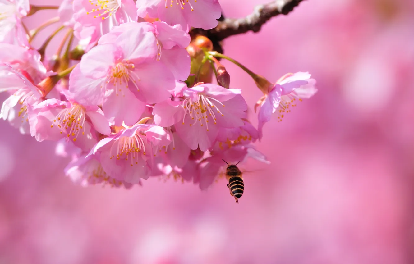 Фото обои макро, пчела, весна, сакура, нежные, цветение, blossom, beautiful