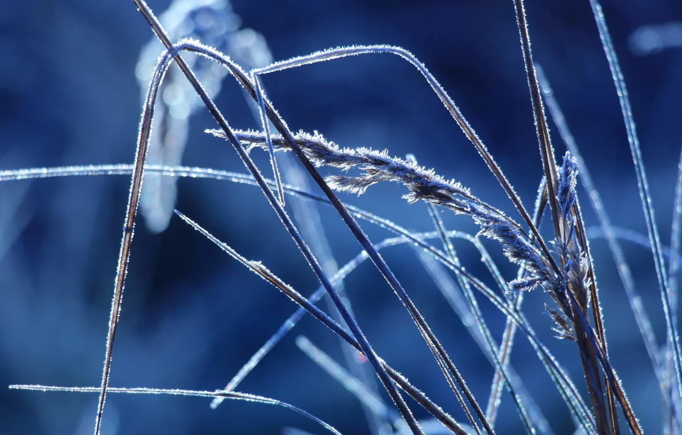 Фото обои grass, field, cold, hoarfrost