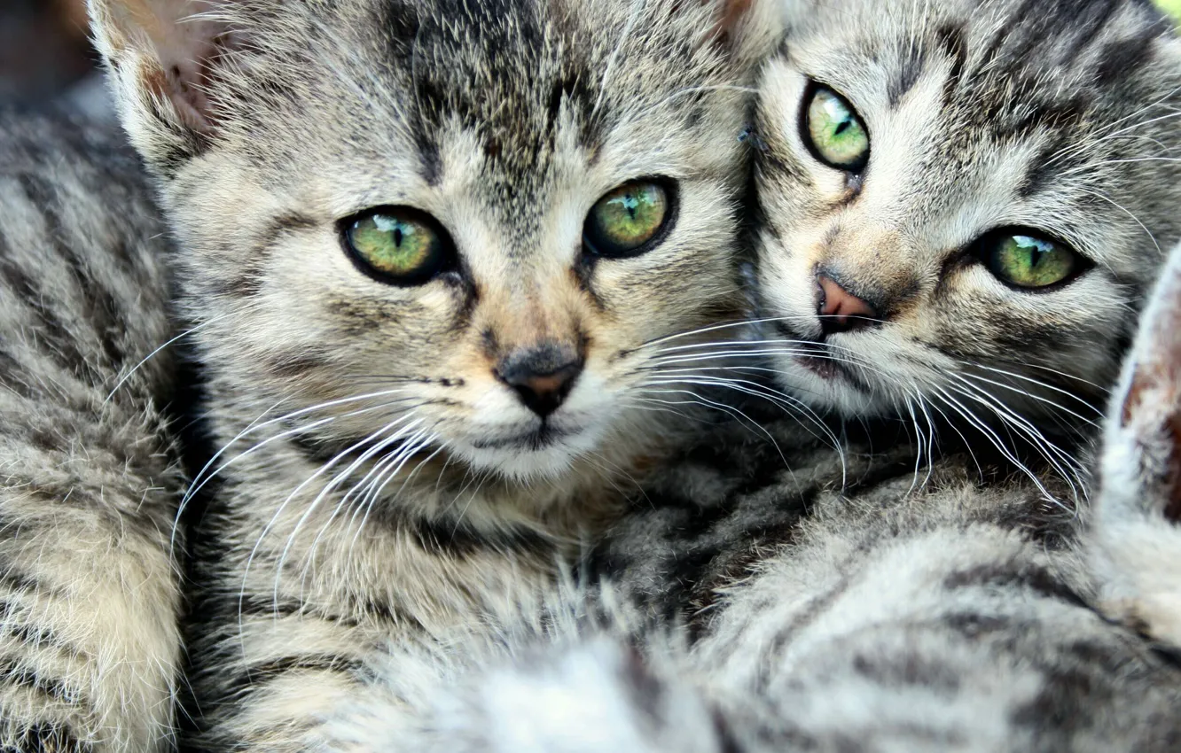 Фото обои глаза, усы, коты, двое, полосатый