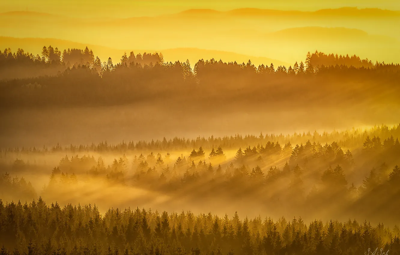 Фото обои лес, свет, туман, утро