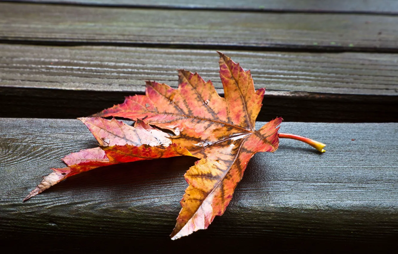 Фото обои листья, макро, мокрый, фон, обои, листик, wallpaper, листочек