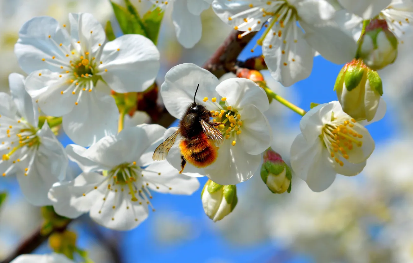 Фото обои макро, цветы, пчела, ветка, весна, насекомое, шмель, яблоня