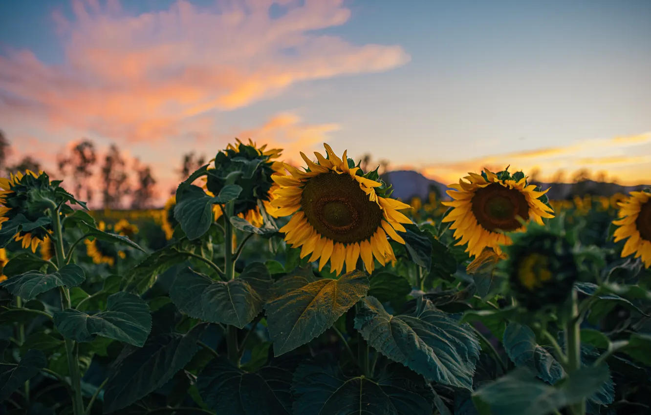 Фото обои поле, подсолнухи, цветы, лепестки, flower, field, sunflower, Sunflower Field