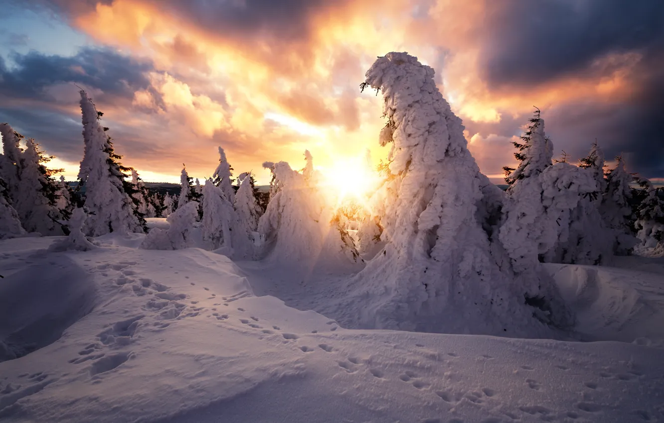 Фото обои зима, солнце, лучи, снег, деревья, пейзаж, следы, тучи