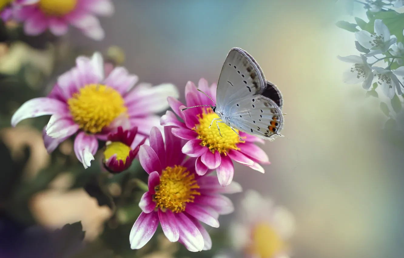Фото обои макро, цветы, природа, коллаж, бабочка, насекомое, хризантемы