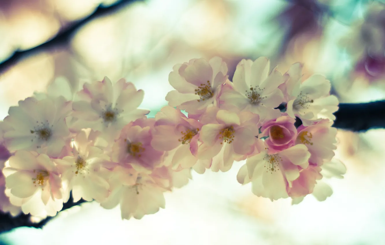 Фото обои небо, макро, цветы, нежность, ветка, весна, светлые, сакура