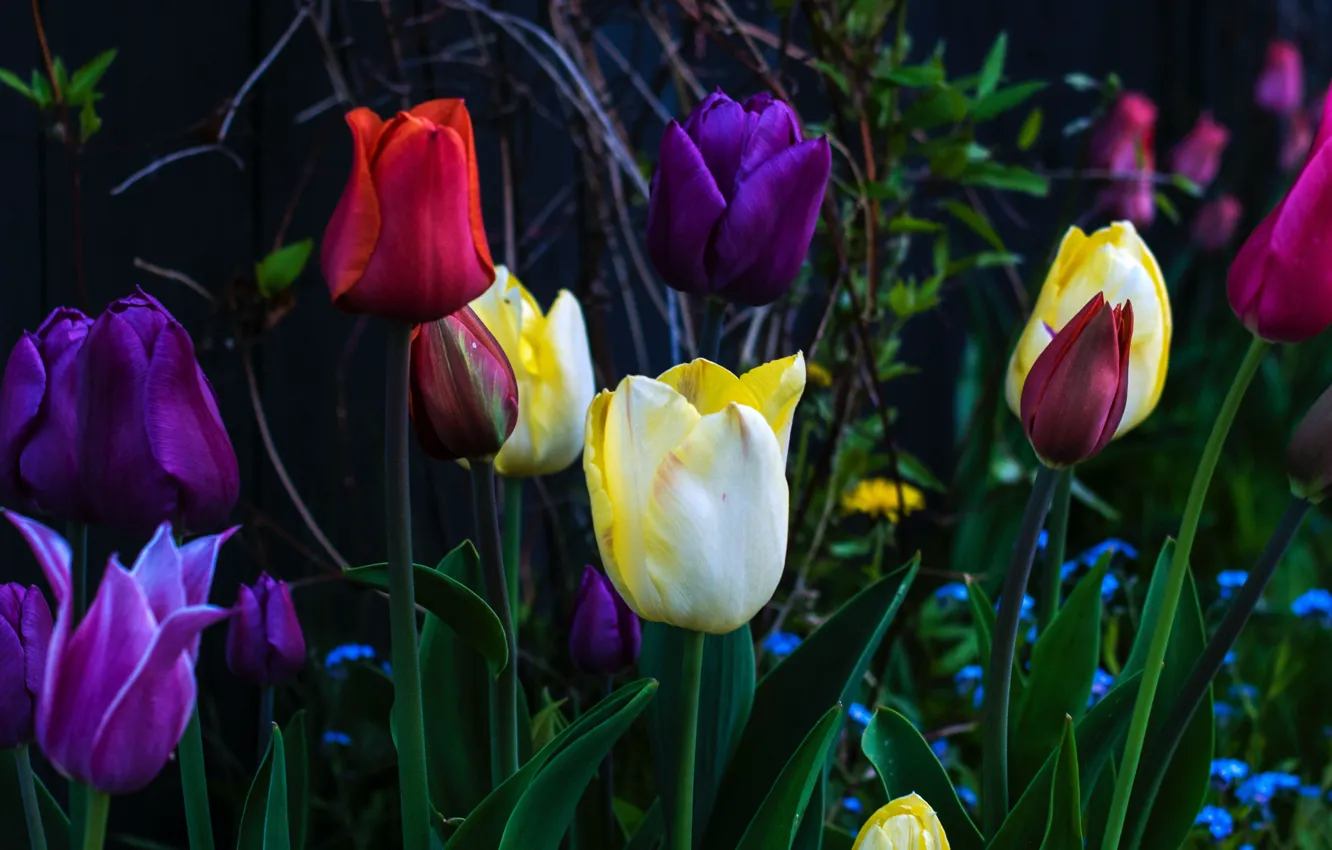 Фото обои ветки, темный фон, весна, желтые, сад, фиолетовые, тюльпаны, красные