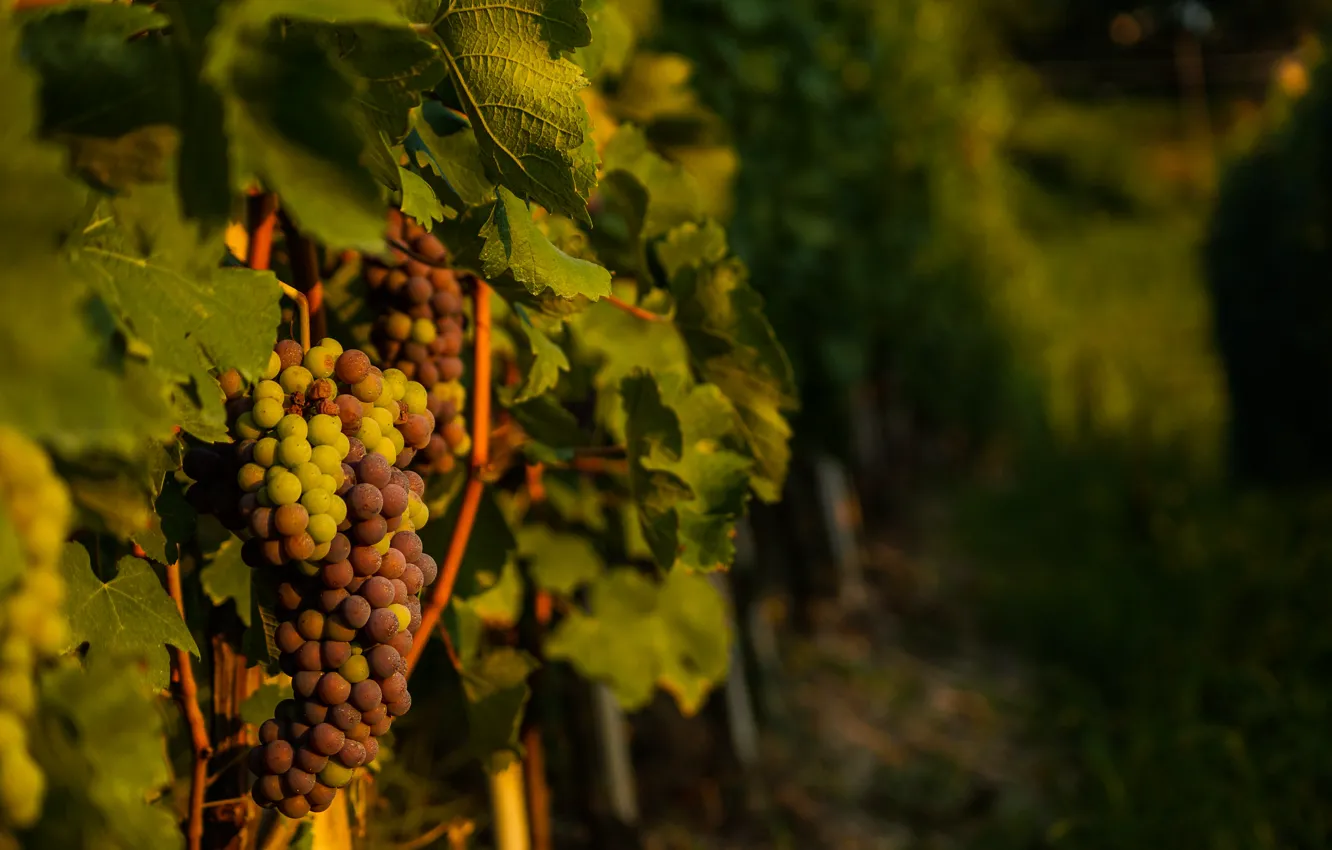 Фото обои Italy, wine, grapes, Piemonte, vineyard, red wine, Denominazione di Origine Controllata e Garantita, Barbaresco
