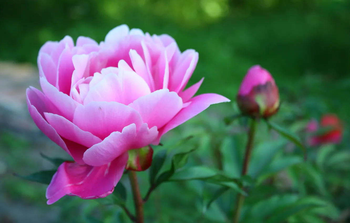 Фото обои цветок, макро, зеленый, розовый, растения, лепестки, пион