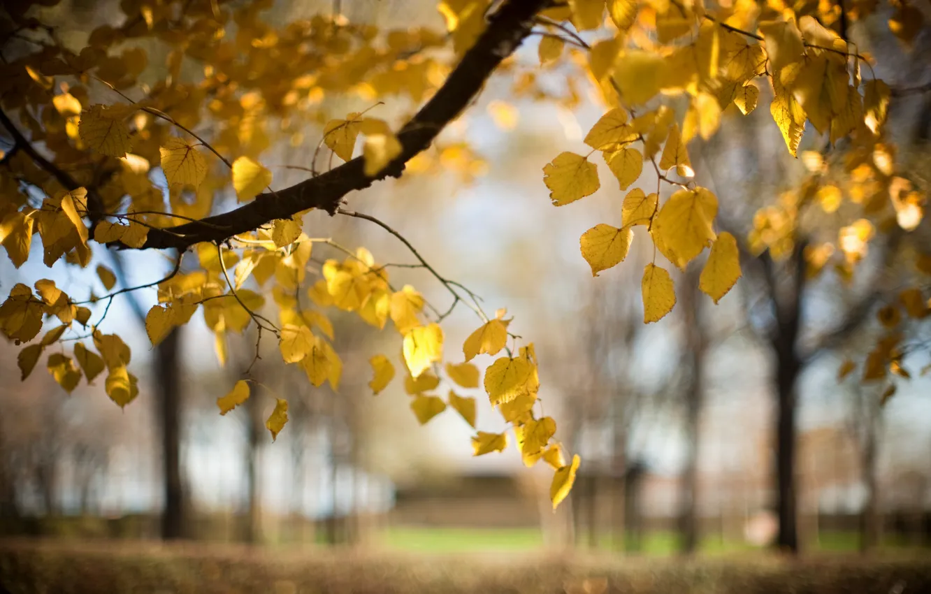 Фото обои осень, листья, природа, дерево, ветка, размытость