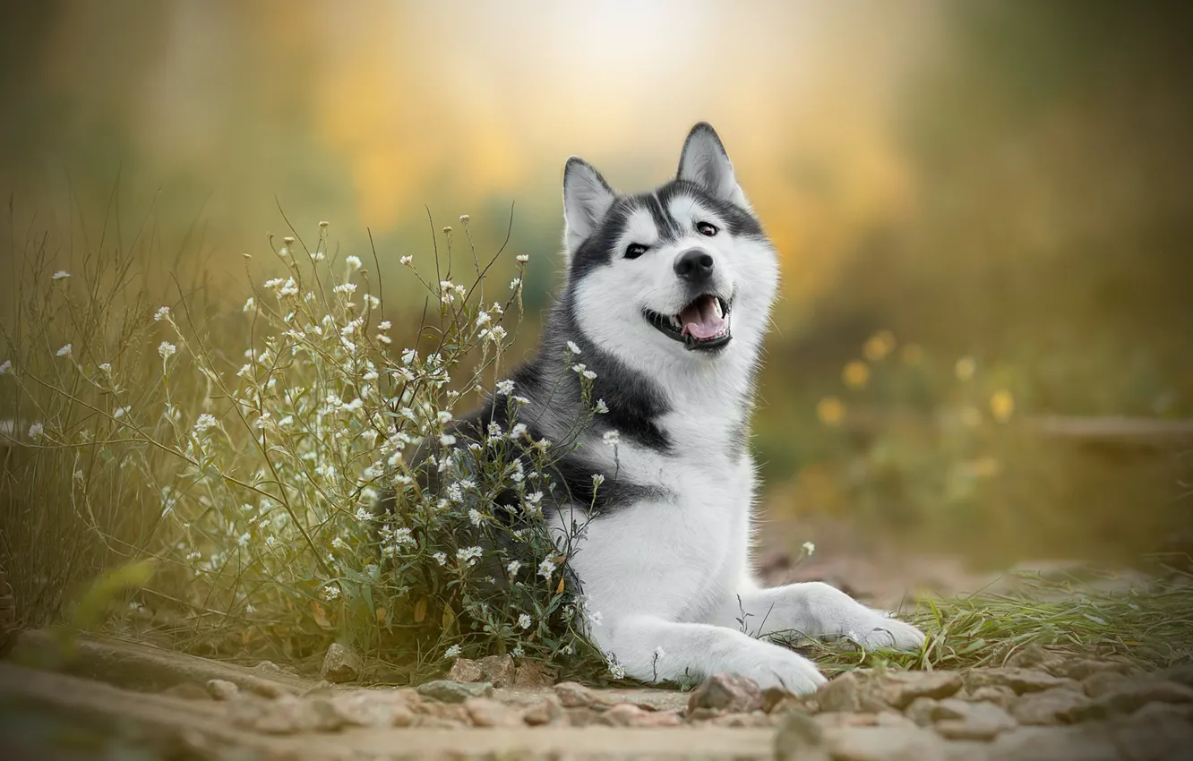 Фото обои цветы, собака, боке, Хаски