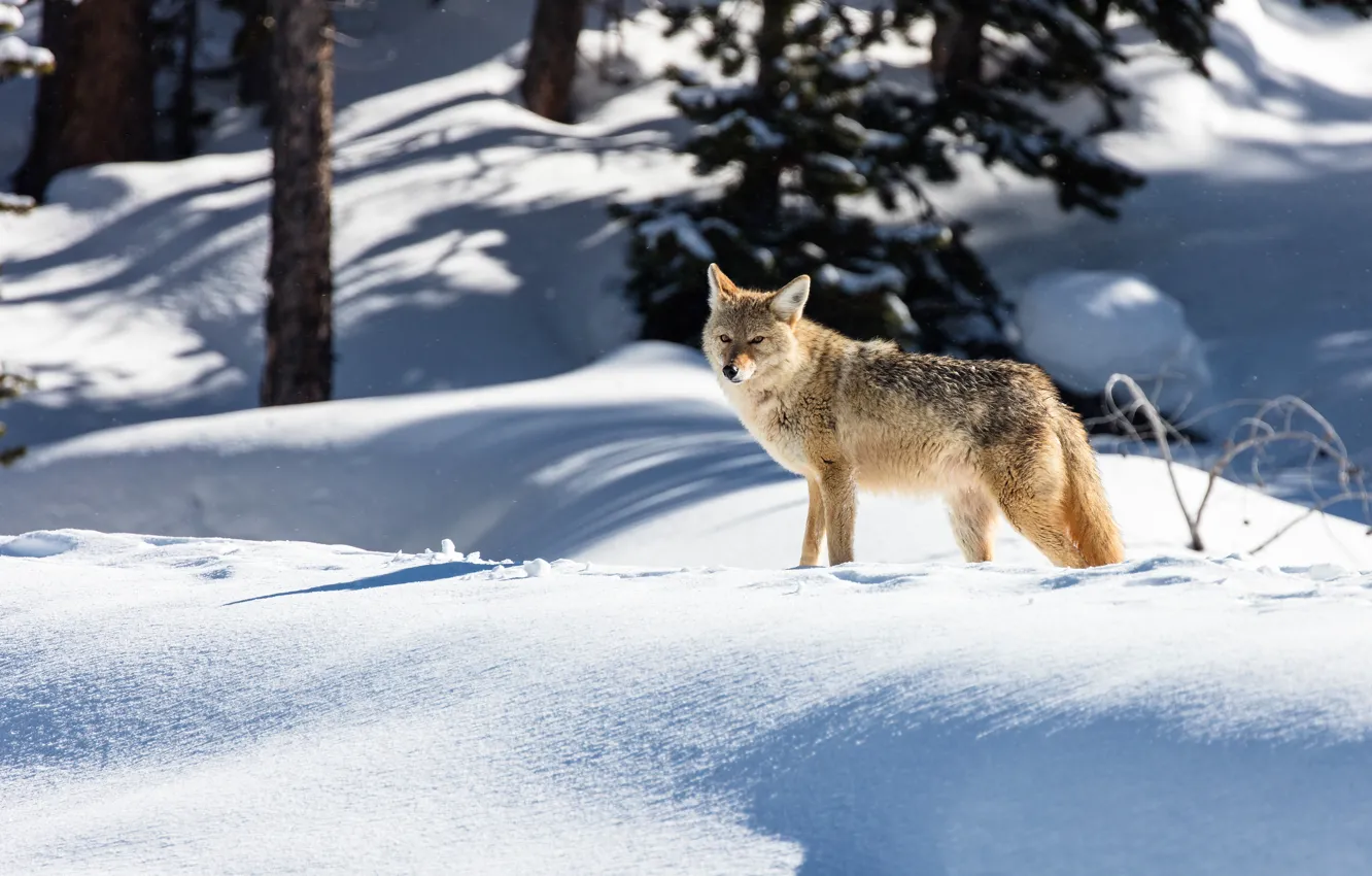 Фото обои зима, лес, взгляд, свет, снег, деревья, волк, сугробы