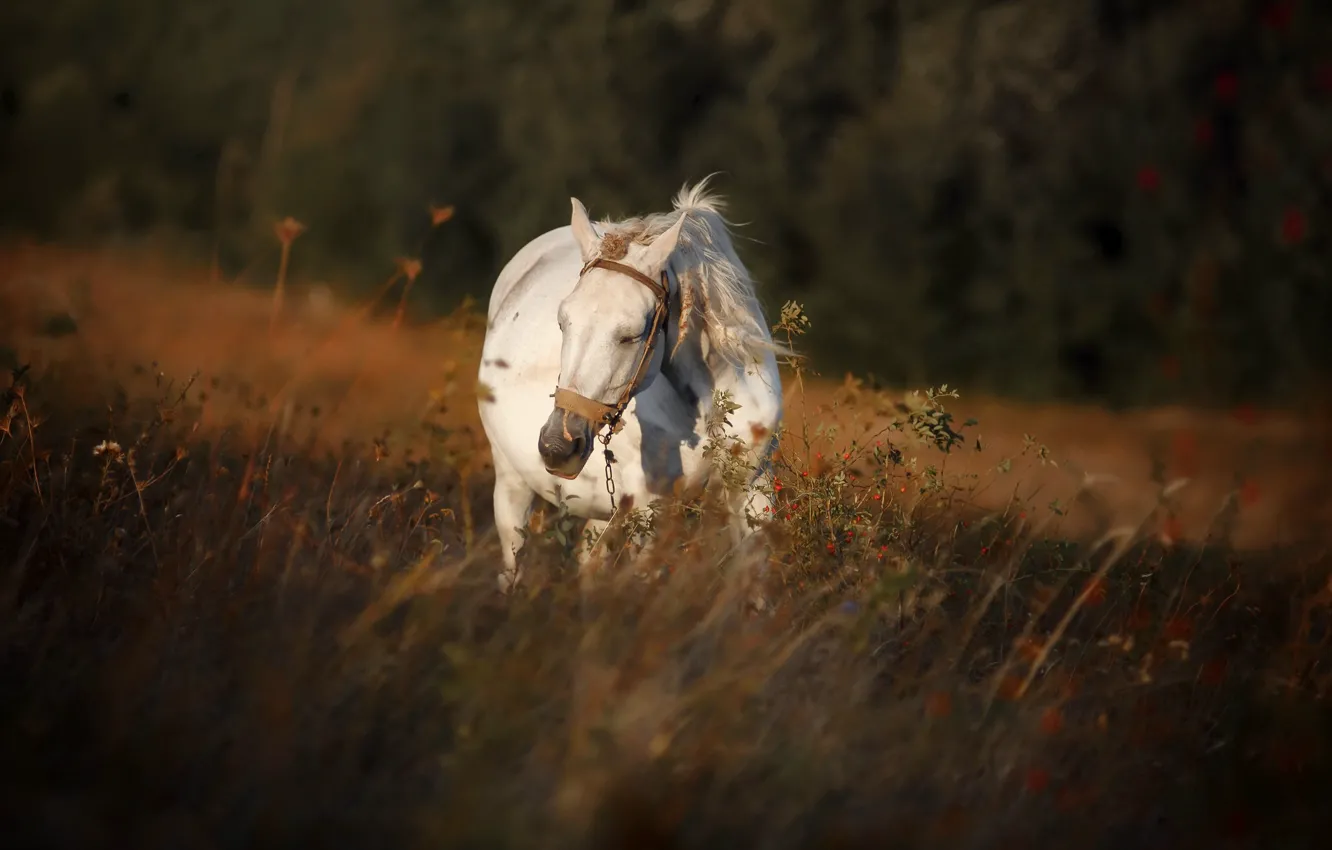 Фото обои осень, природа, конь