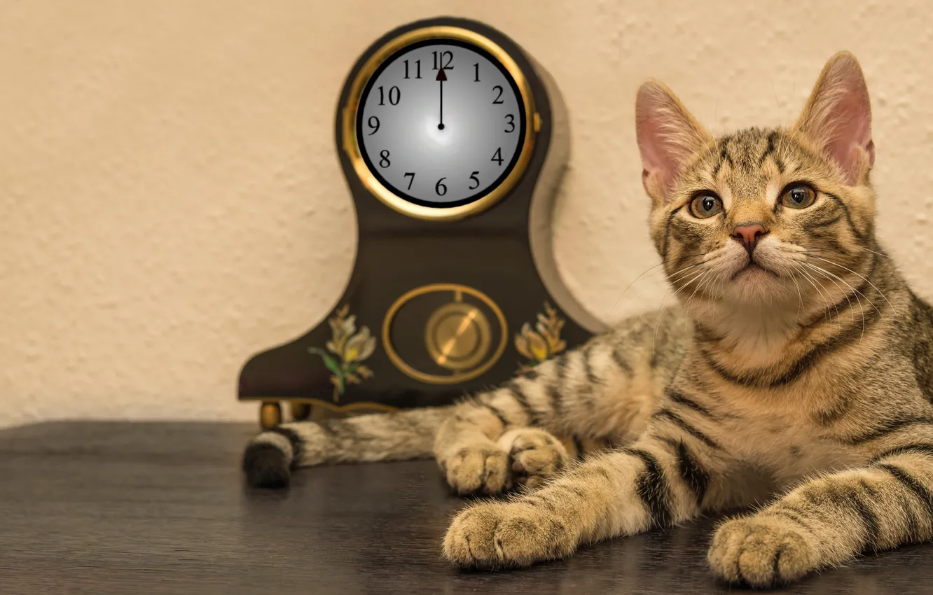 Фото обои кошка, кот, взгляд, морда, стол, фон, стена, часы