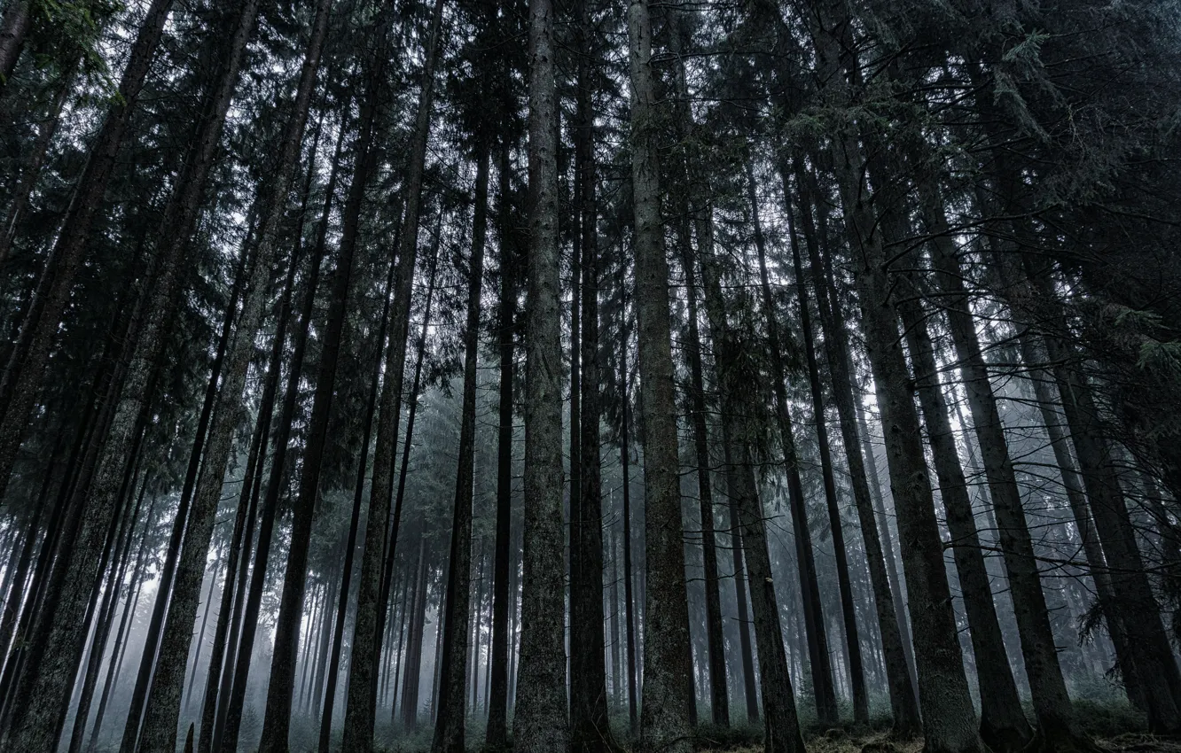 Фото обои лес, трава, деревья, природа, туман, пасмурно