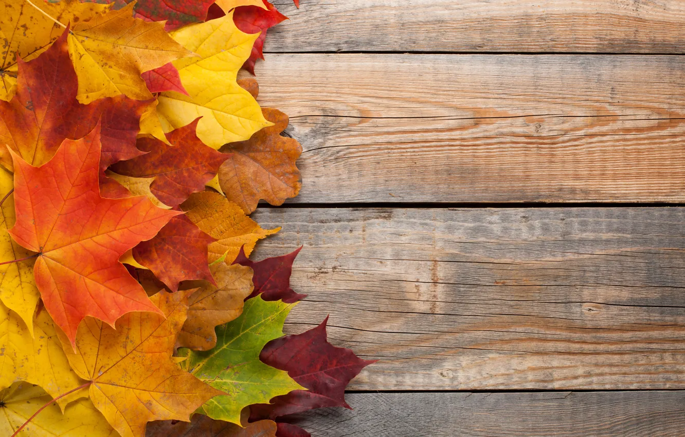 Фото обои осень, листья, фон, colorful, rainbow, клен, wood, autumn