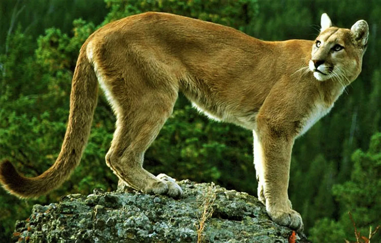 Фото обои puma, animal, wildlife