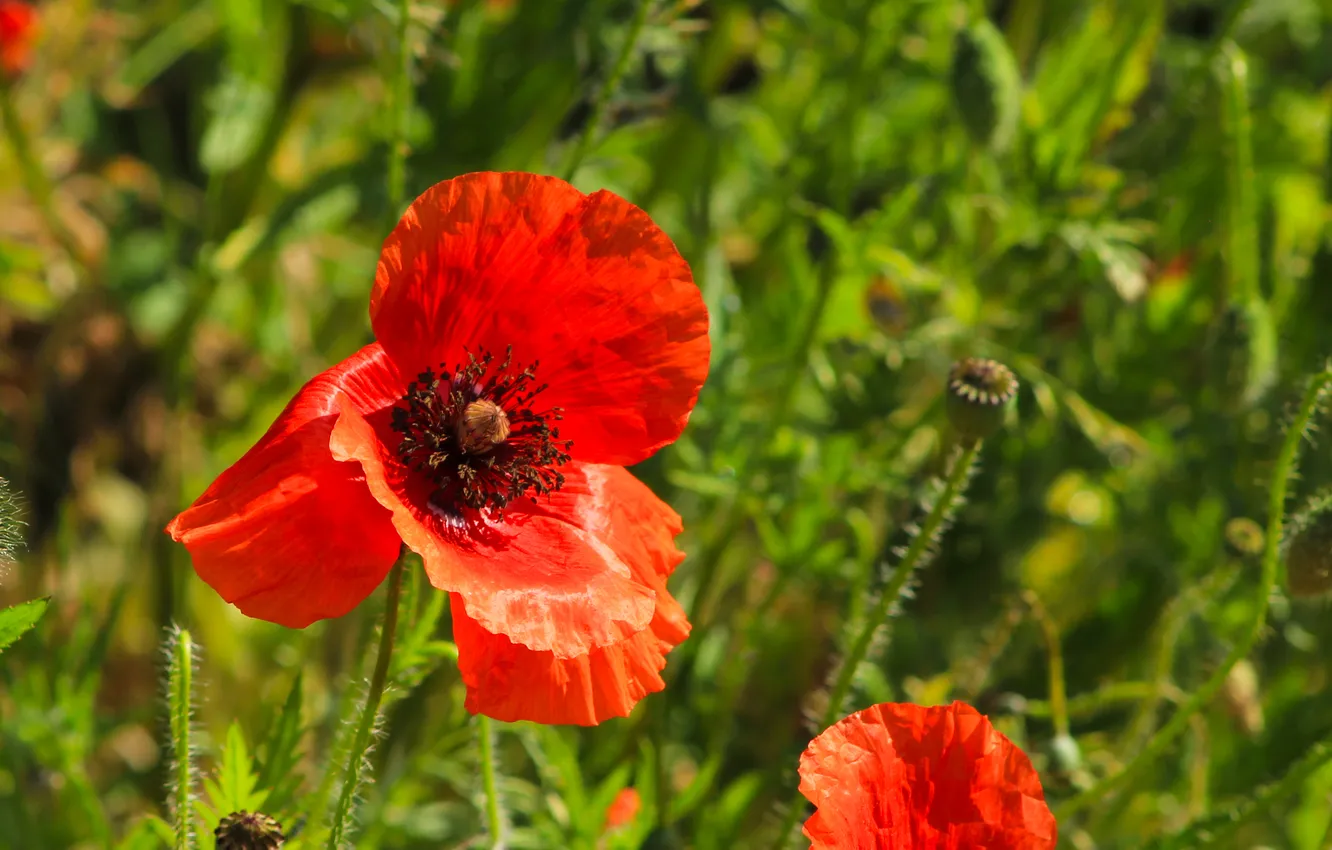 Фото обои red, flower, poppy
