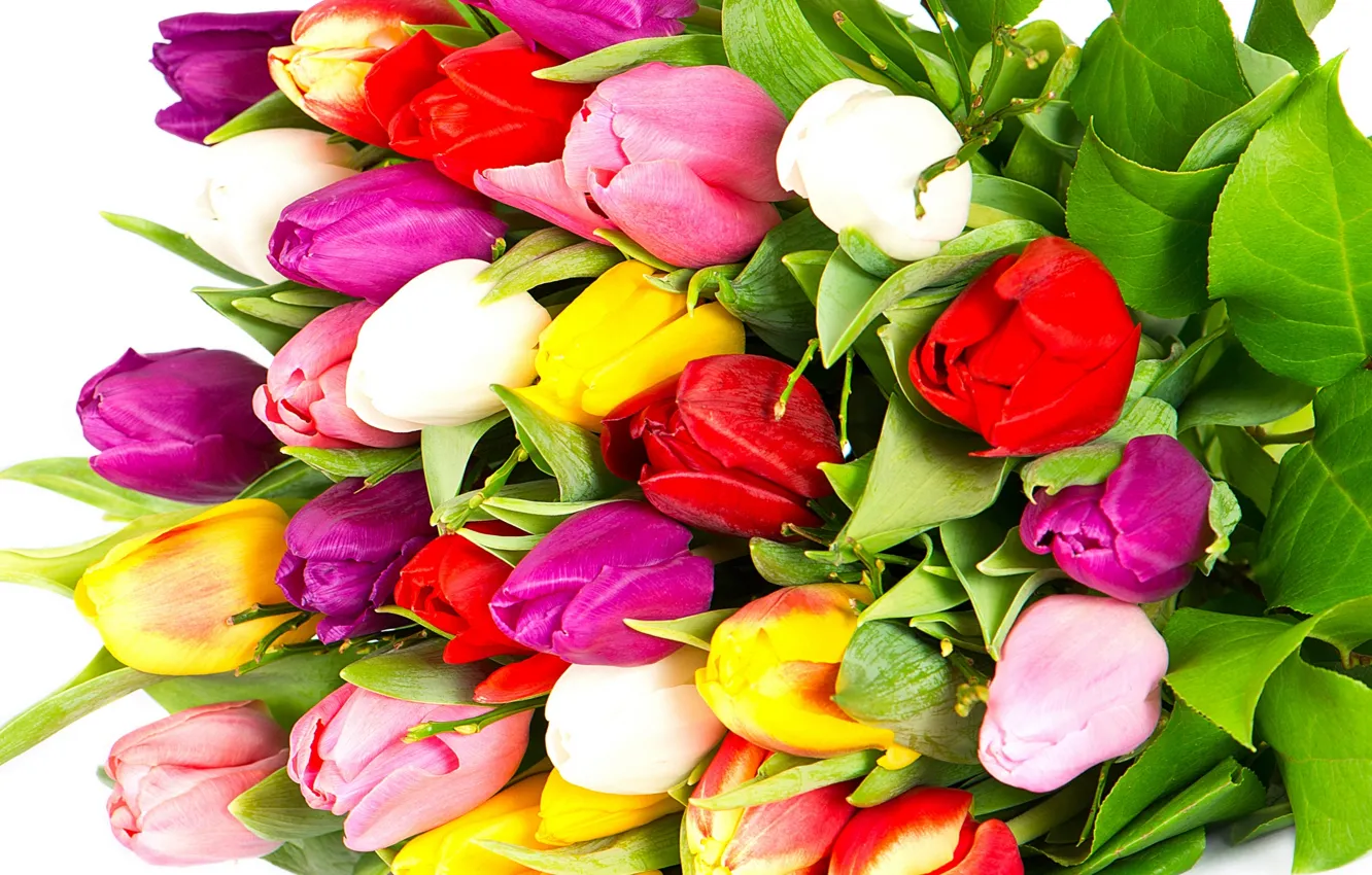 Фото обои цветы, яркие, красота, букет, лепестки, фиолетовые, тюльпаны, красные