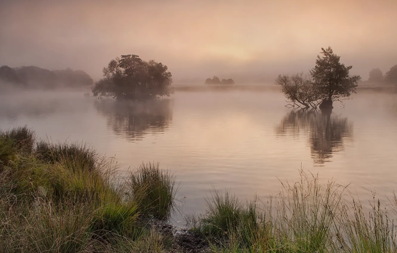 Фото обои трава, деревья, туман, озеро, берег, утро