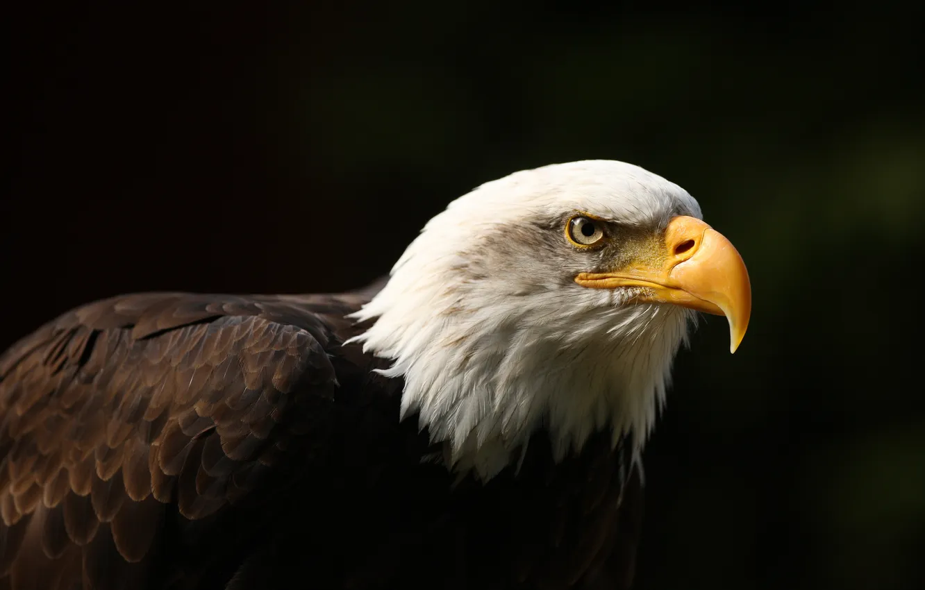 Фото обои black, bird, background, eagle, animal, eye, bald, beak