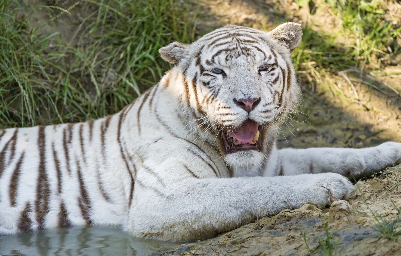 Фото обои кошка, белый тигр, ©Tambako The Jaguar