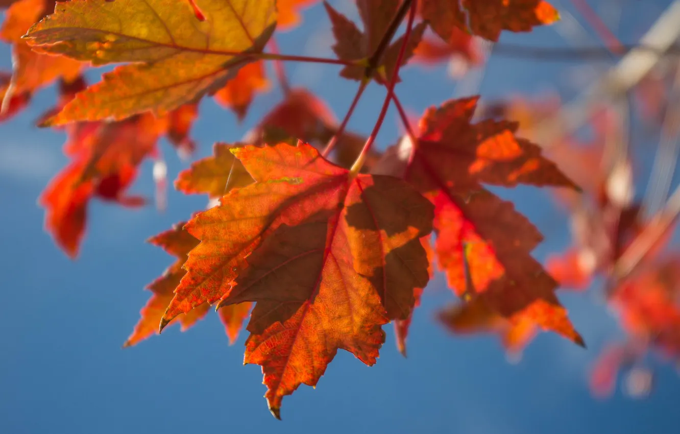 Фото обои осень, небо, листья, макро, клен