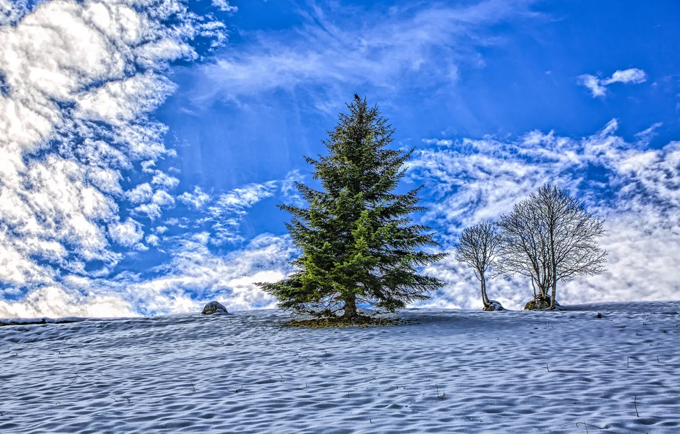 Фото обои небо, снег, дерево