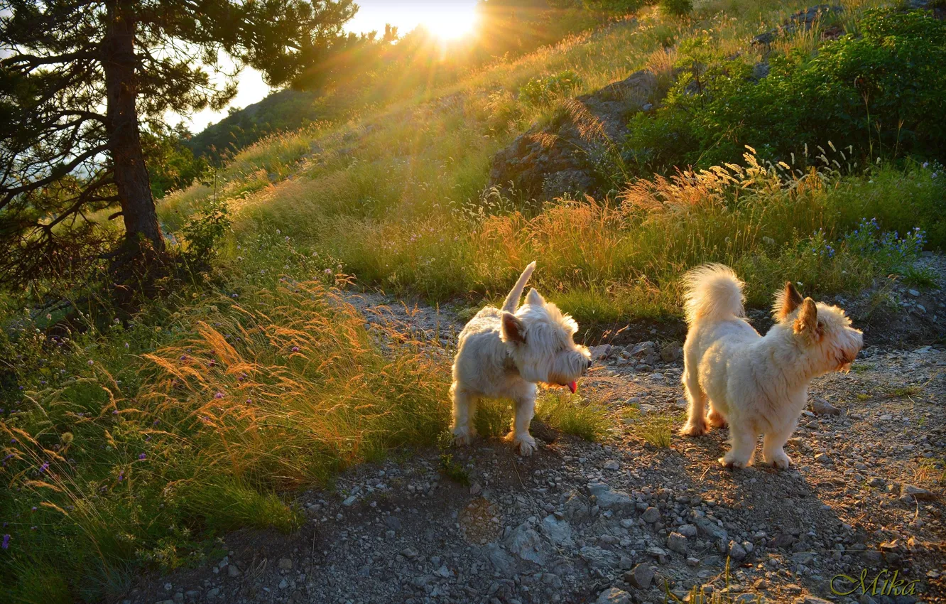 Фото обои Dogs, Вест хайленд вайт терьер, Собачки