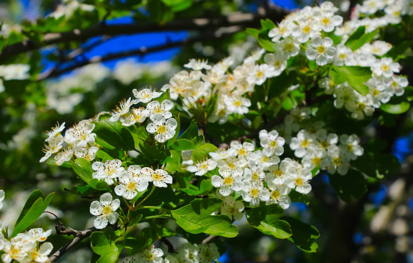 Фото обои white, flower, flowers