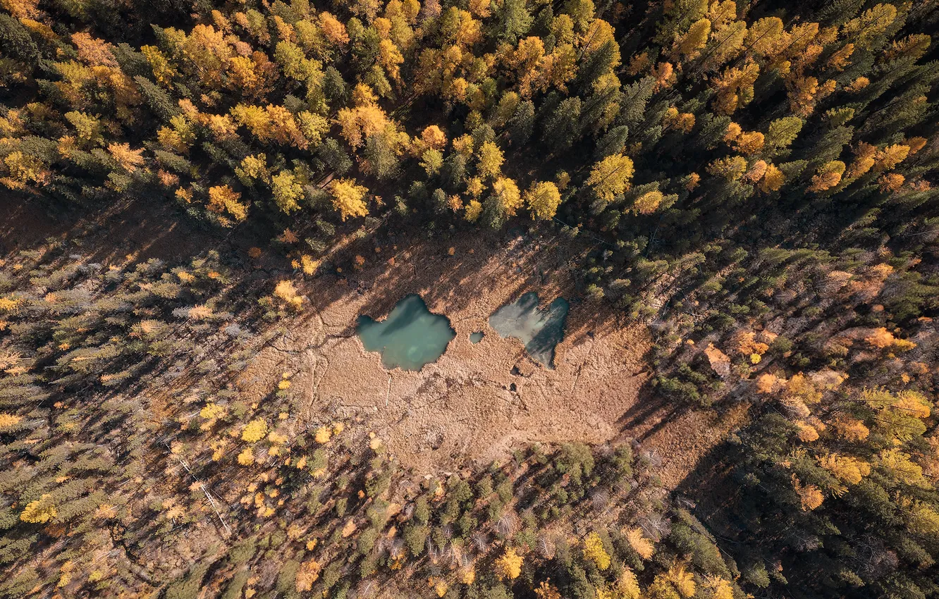 Фото обои forest, water, treetops