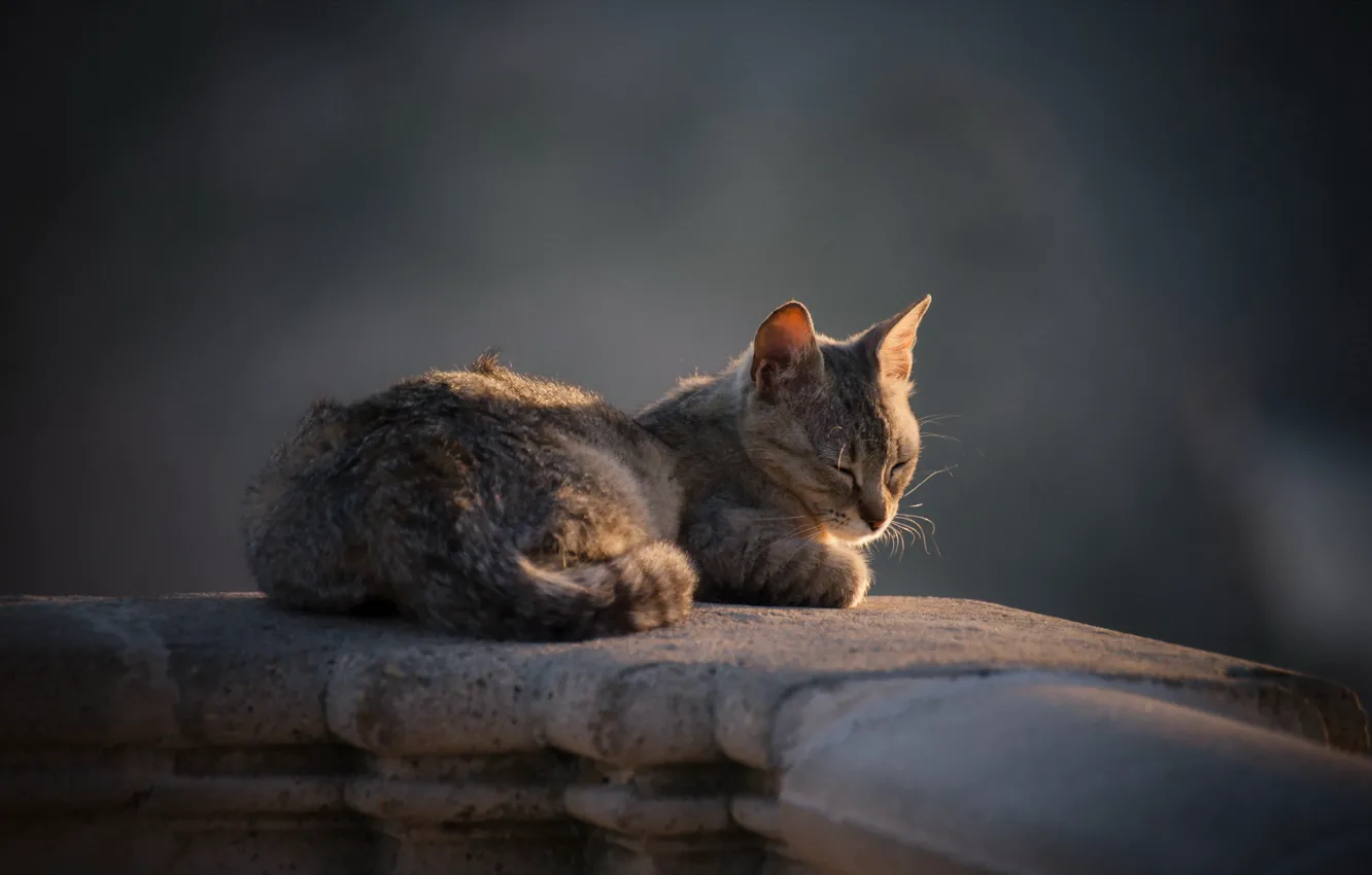 Фото обои кошка, взгляд, фон