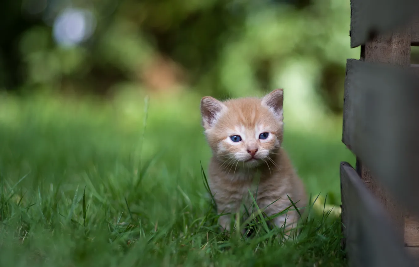 Фото обои трава, маленький, малыш, рыжий, котёнок