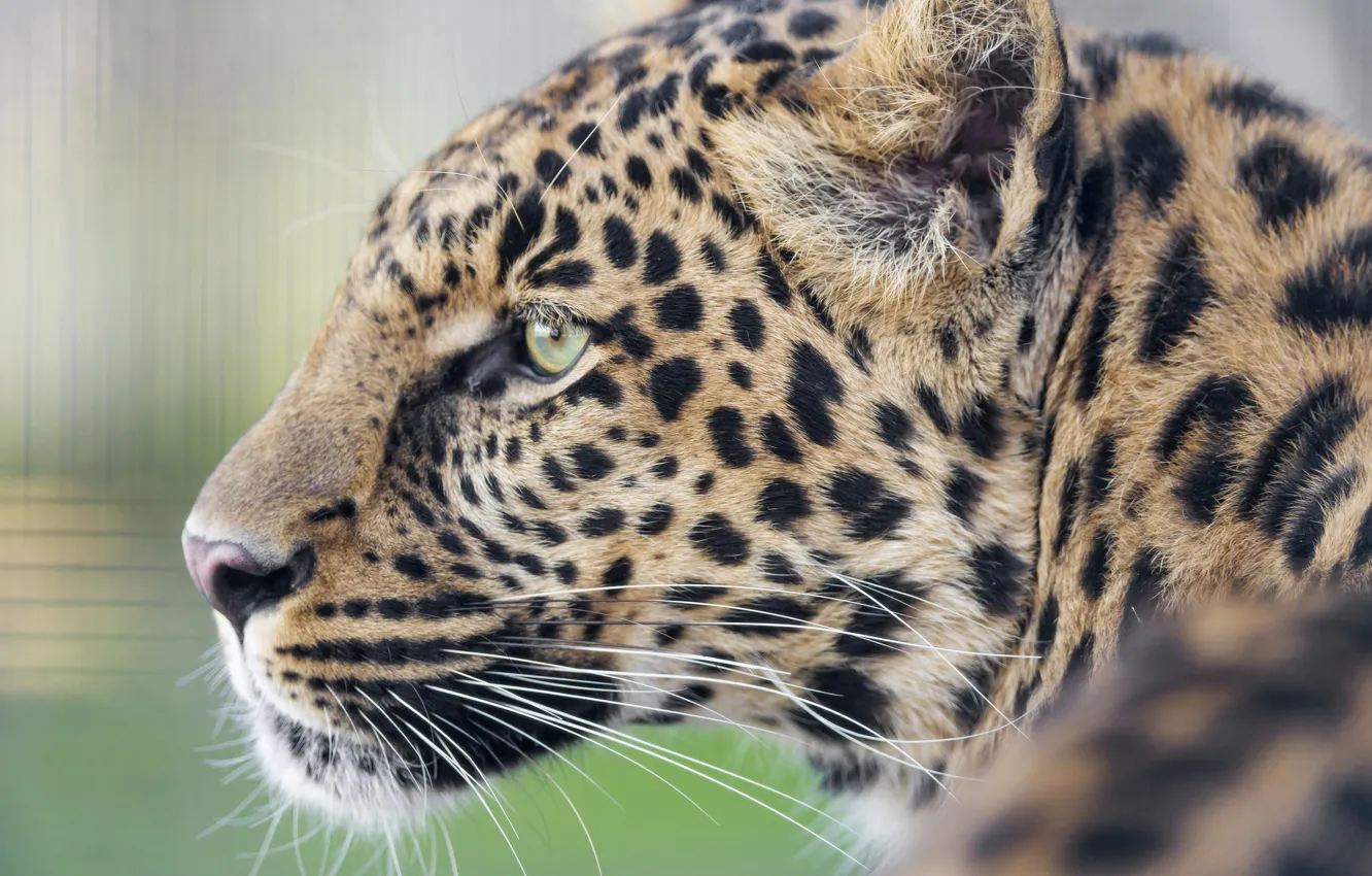 Фото обои кошка, леопард, профиль, ©Tambako The Jaguar