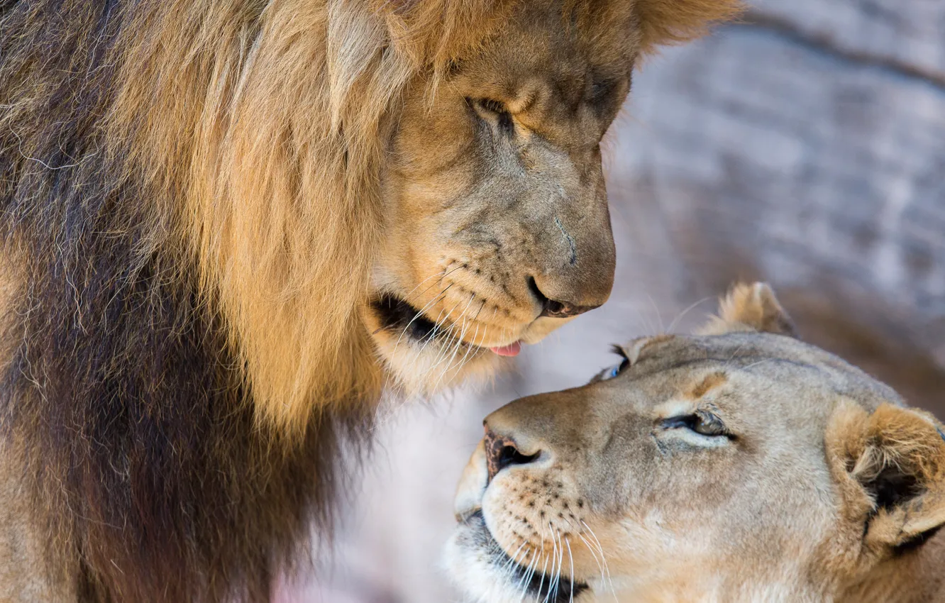Фото обои любовь, лев, львы, парочка, львица