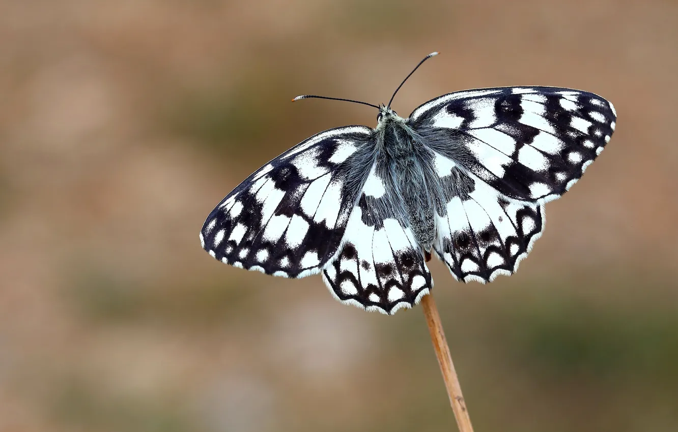 Фото обои макро, фон, узор, бабочка, черно-белая, стебель, насекомое, белая