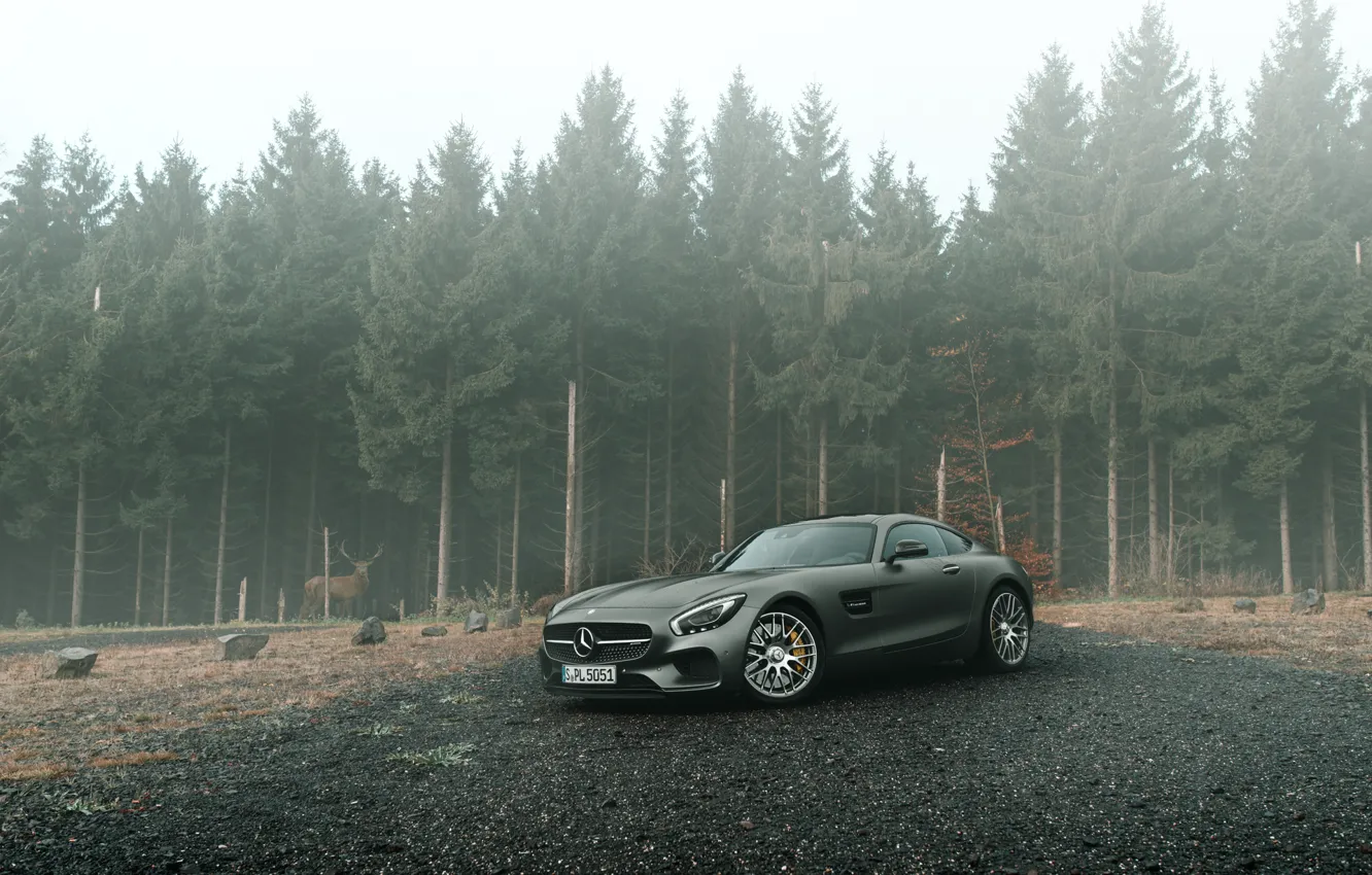 Фото обои Mercedes-Benz, Front, AMG, Grey, Supercars, Forest, GT S