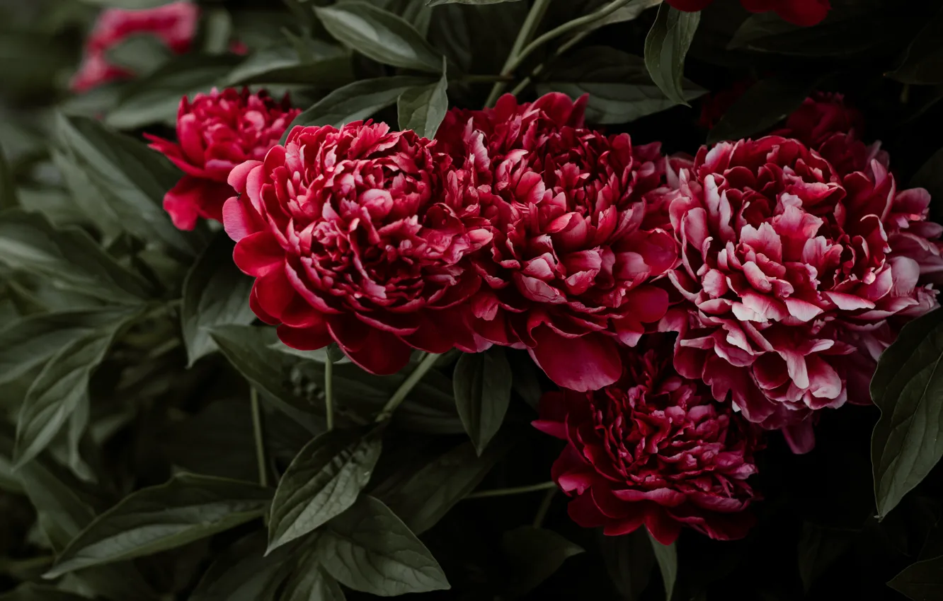 Фото обои цветы, куст, красные, пионы