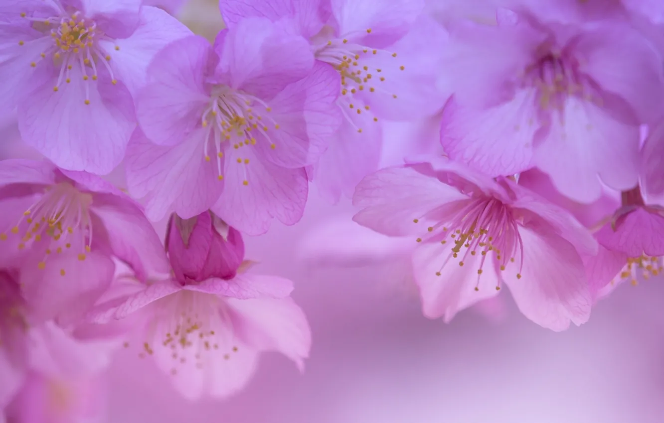 Фото обои макро, вишня, весна, лепестки, сакура, цветение, цветки