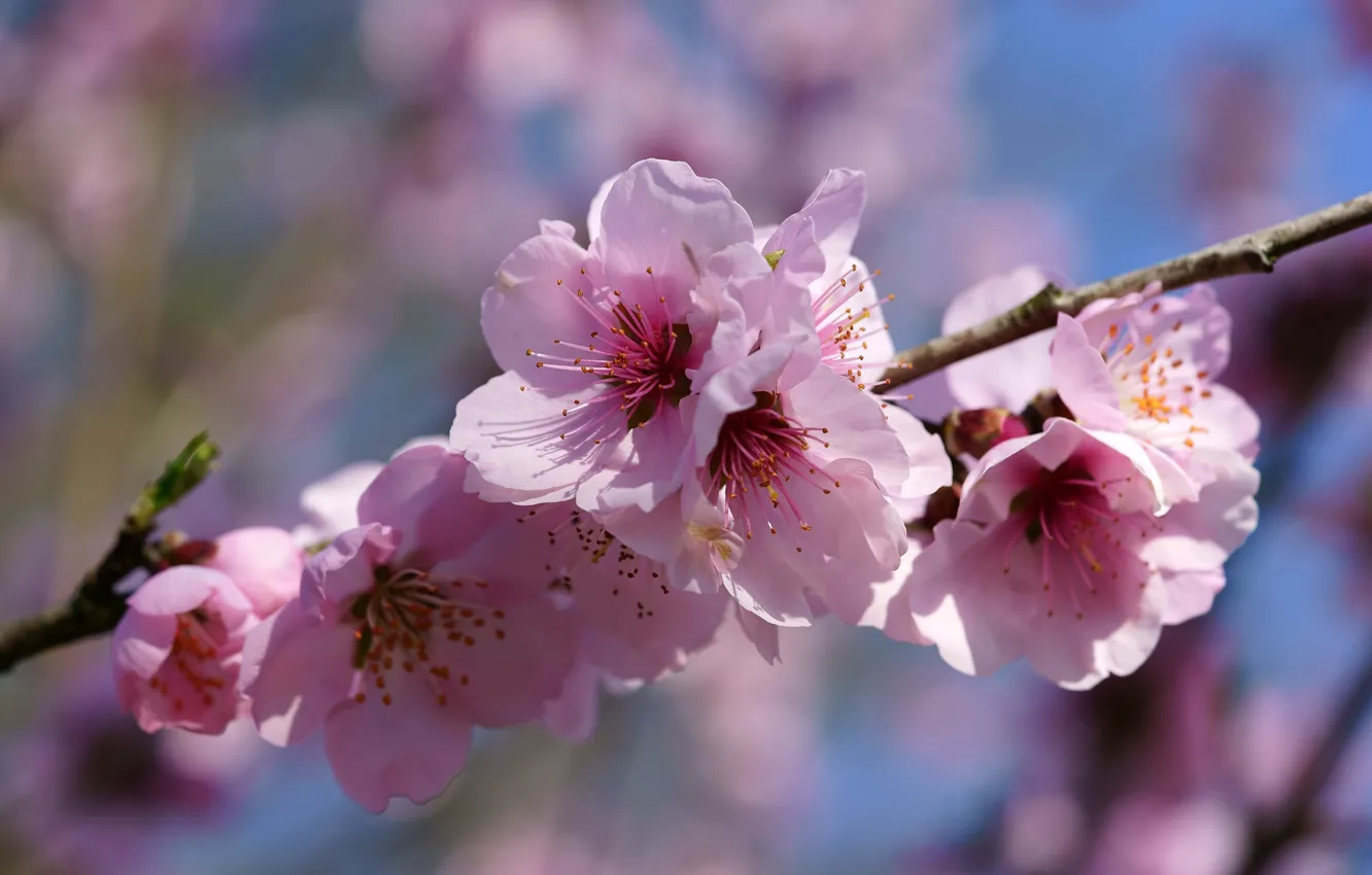 Фото обои макро, цветы, вишня, ветка, весна, сакура, розовые, цветение