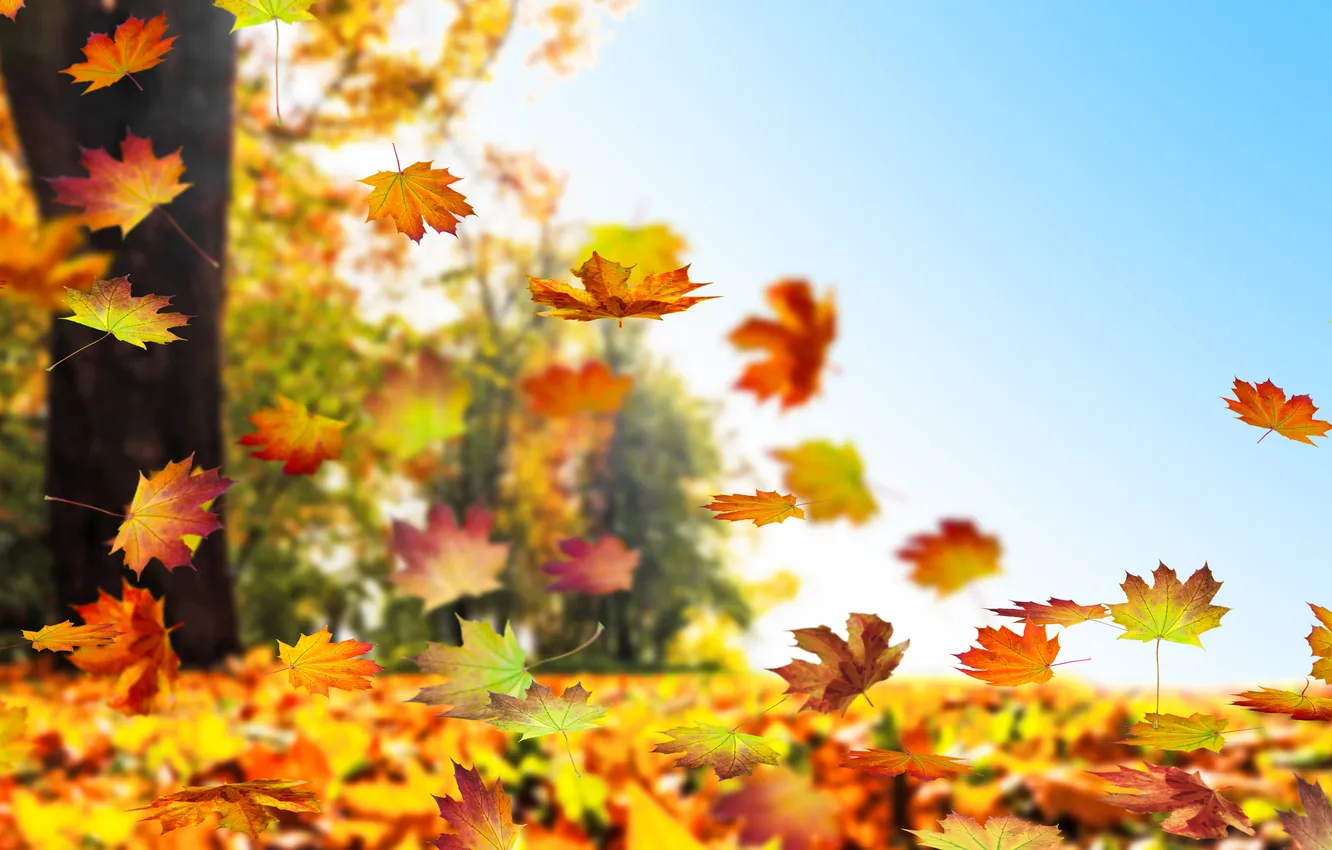 Фото обои autumn, autumn colors, autumn background, autumn foliage