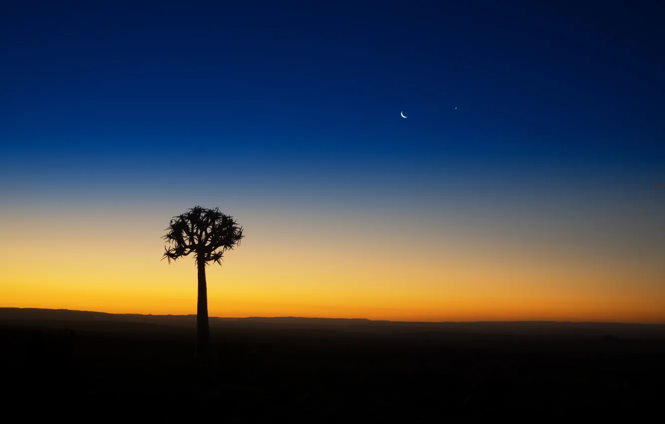 Фото обои небо, закат, дерево, звезда, вечер, силуэт