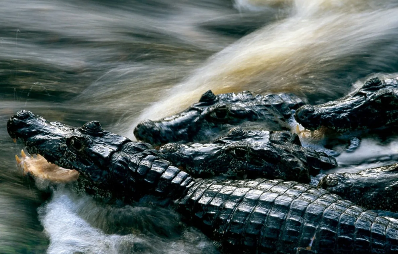 Фото обои вода, природа, фото, крокодилы, National Geographic