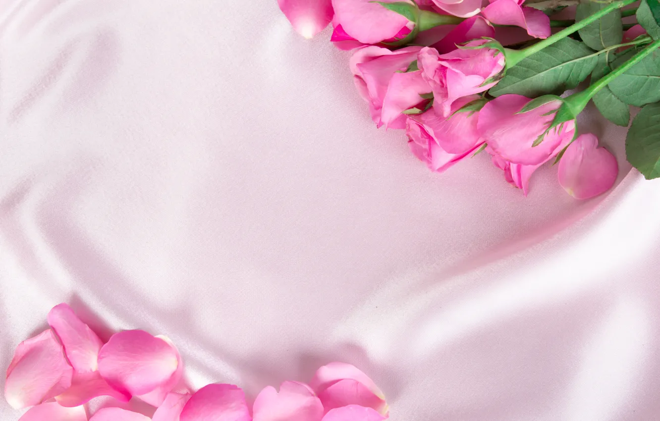 Фото обои цветы, розы, лепестки, шелк, розовые, бутоны, fresh, pink
