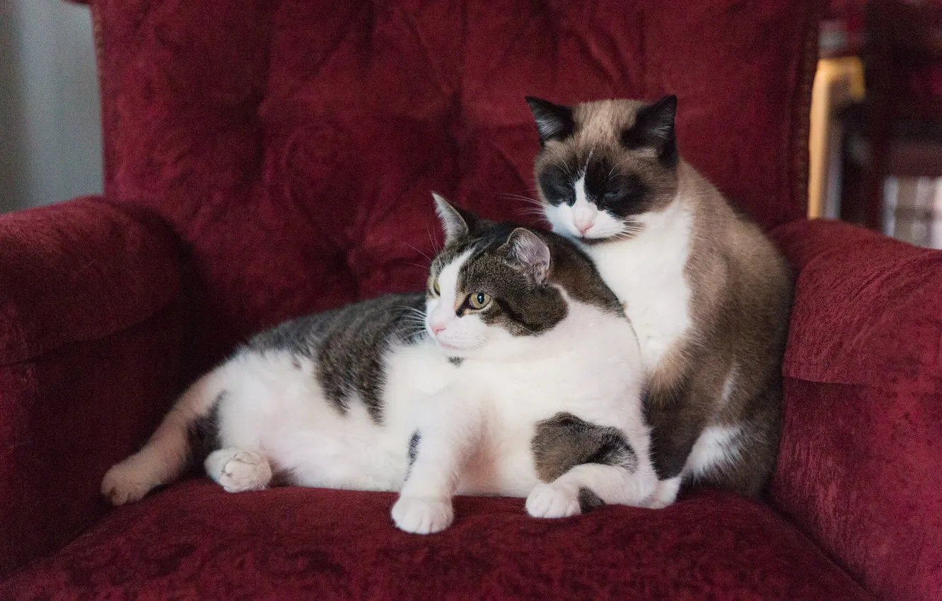 Фото обои кошка, кот, взгляд, кошки, поза, коты, кресло, мордашка