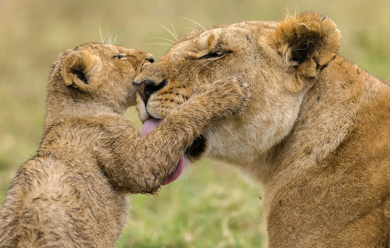 Фото обои love, lions, animal, Africa, big cats, liones, India.