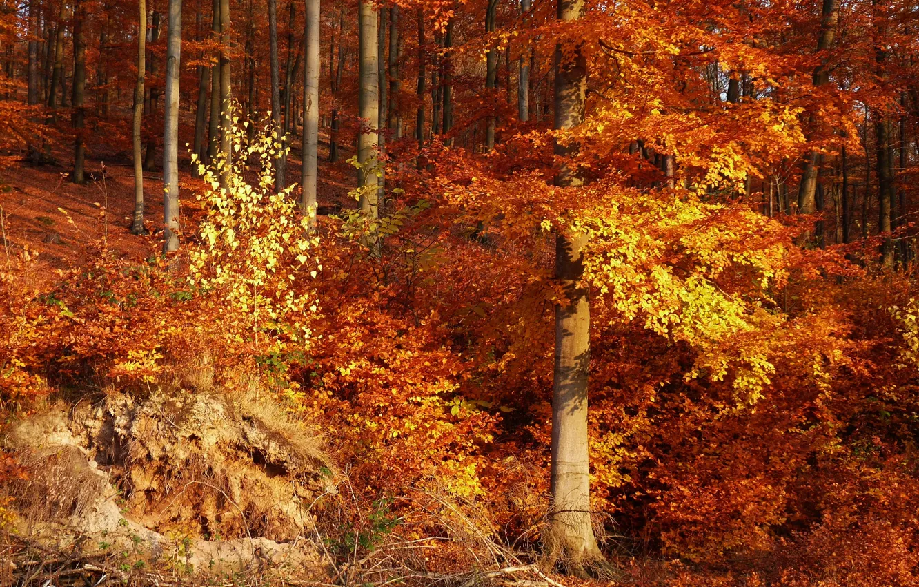 Фото обои лес, листья, деревья, Осень, forest, trees, nature, autumn