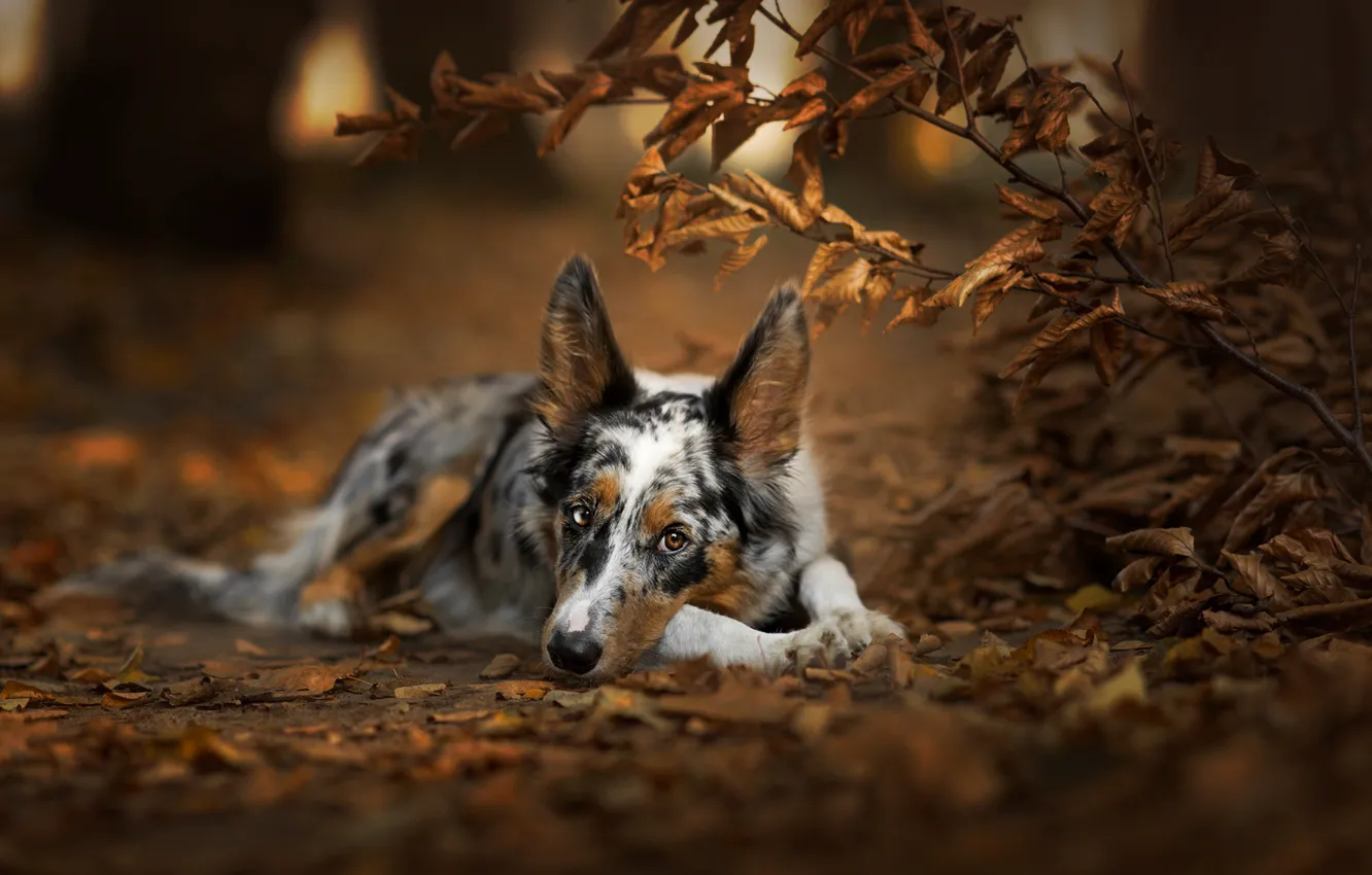 Фото обои осень, лес, взгляд, морда, листья, ветки, природа, поза